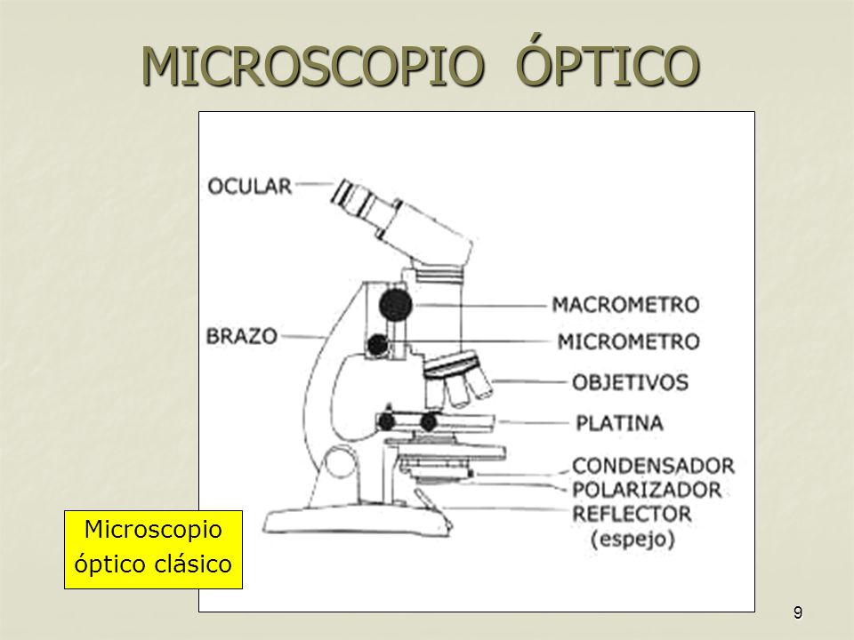 MICROSCOPIO ÓPTICO Microscopio óptico clásico