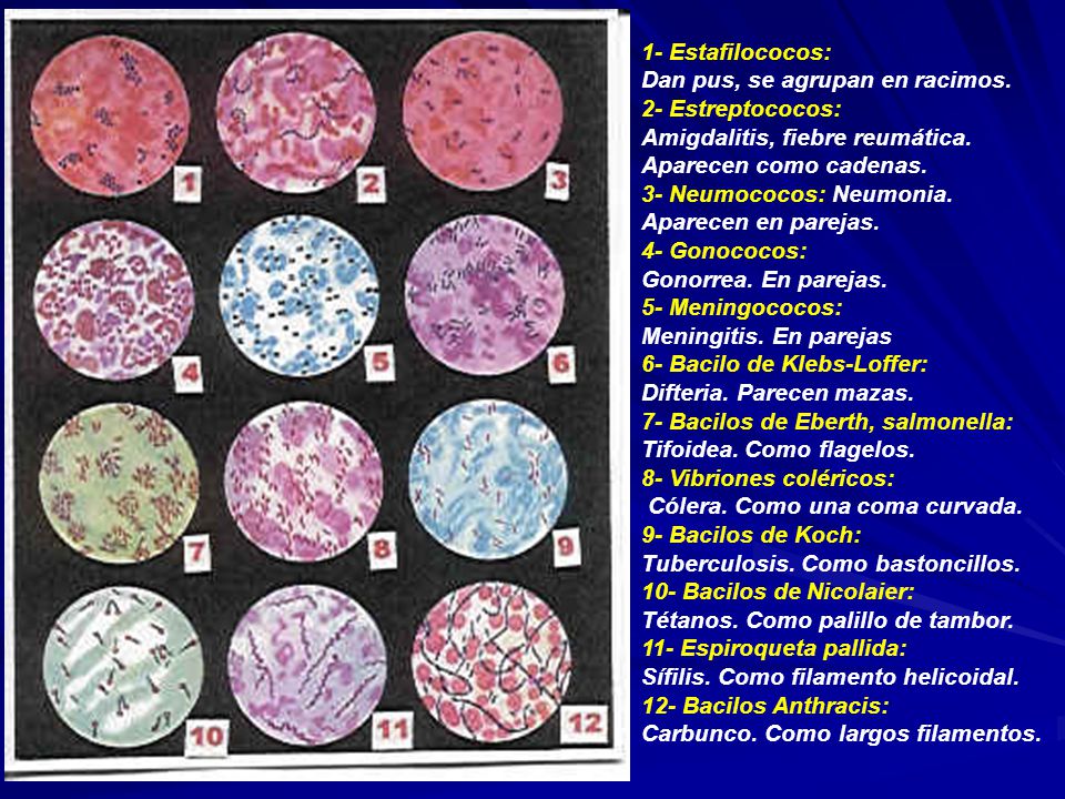 1- Estafilococos: Dan pus, se agrupan en racimos. 2- Estreptococos: Amigdalitis, fiebre reumática.