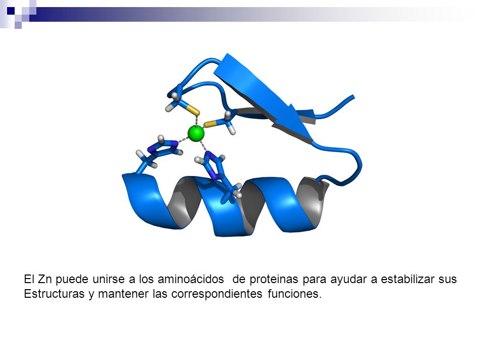 El Zn puede unirse a los aminoácidos de proteinas para ayudar a estabilizar sus