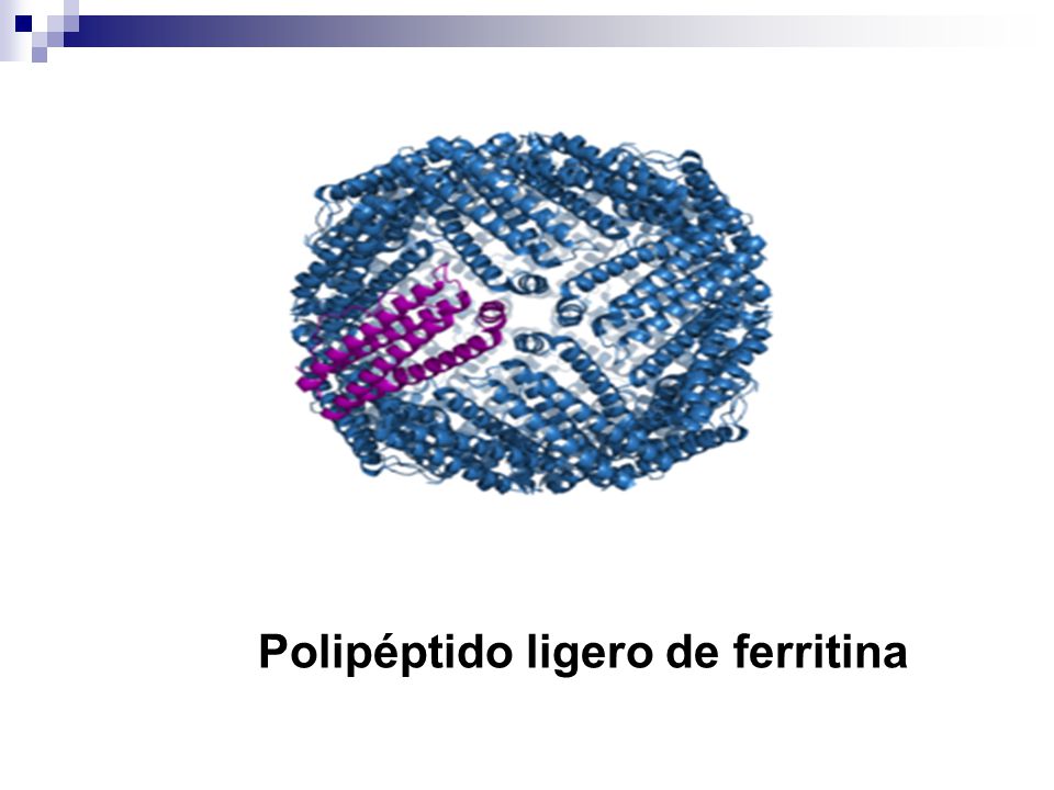 Polipéptido ligero de ferritina