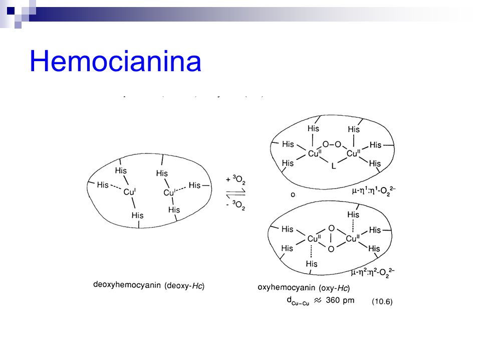 Hemocianina