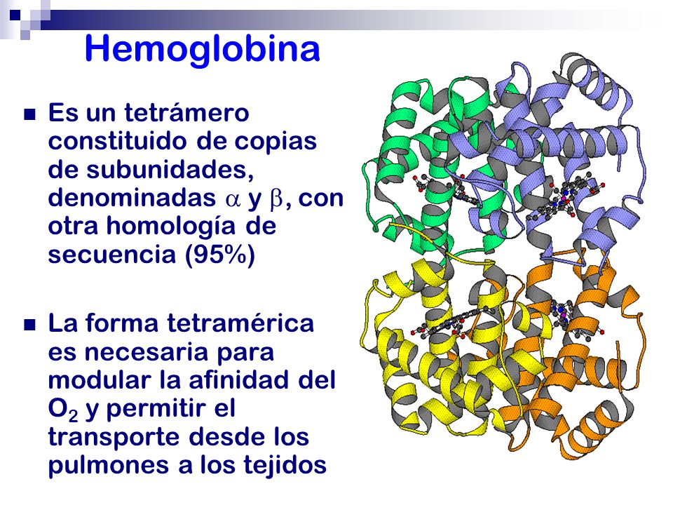 Hemoglobina Es un tetrámero constituido de copias de subunidades, denominadas  y , con otra homología de secuencia (95%)