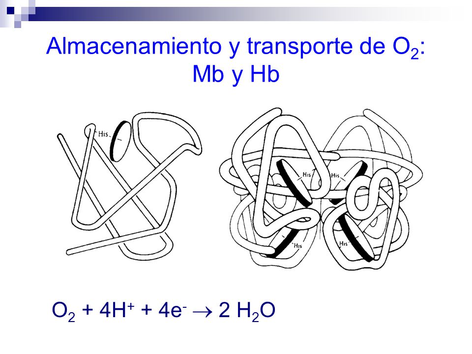 Almacenamiento y transporte de O2: Mb y Hb