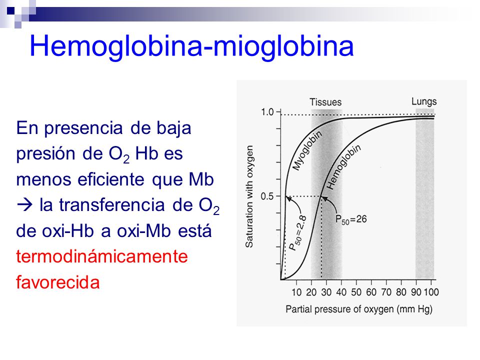 Hemoglobina-mioglobina