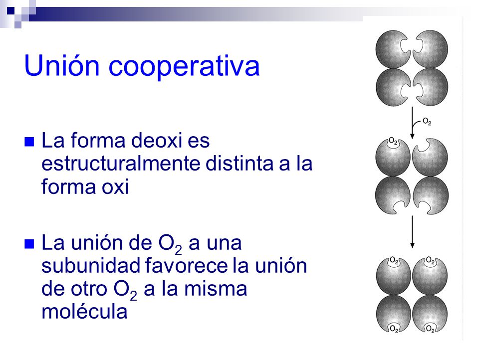 Unión cooperativa La forma deoxi es estructuralmente distinta a la forma oxi.