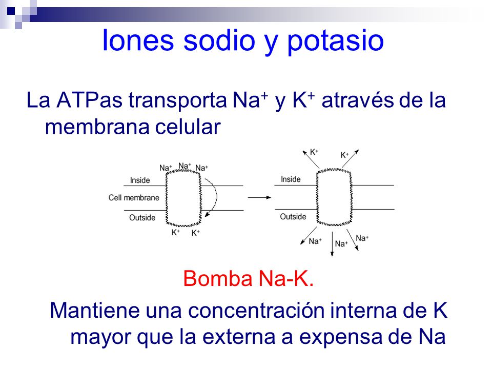 Iones sodio y potasio La ATPas transporta Na+ y K+ através de la membrana celular. Bomba Na-K.