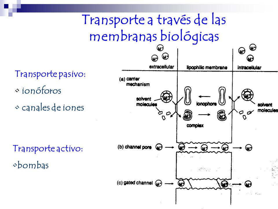 Transporte a través de las membranas biológicas