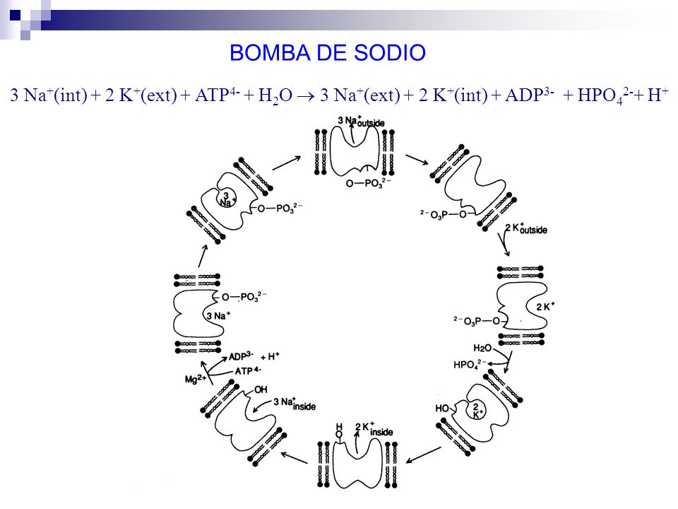 BOMBA DE SODIO 3 Na+(int) + 2 K+(ext) + ATP4- + H2O  3 Na+(ext) + 2 K+(int) + ADP3- + HPO42-+ H+