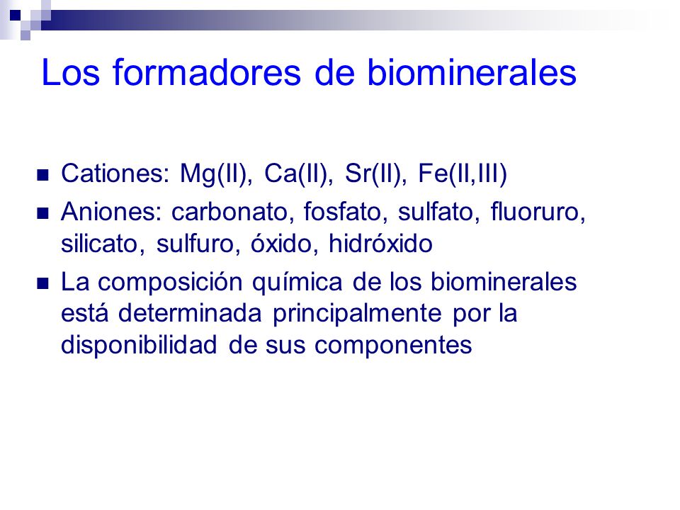 Los formadores de biominerales