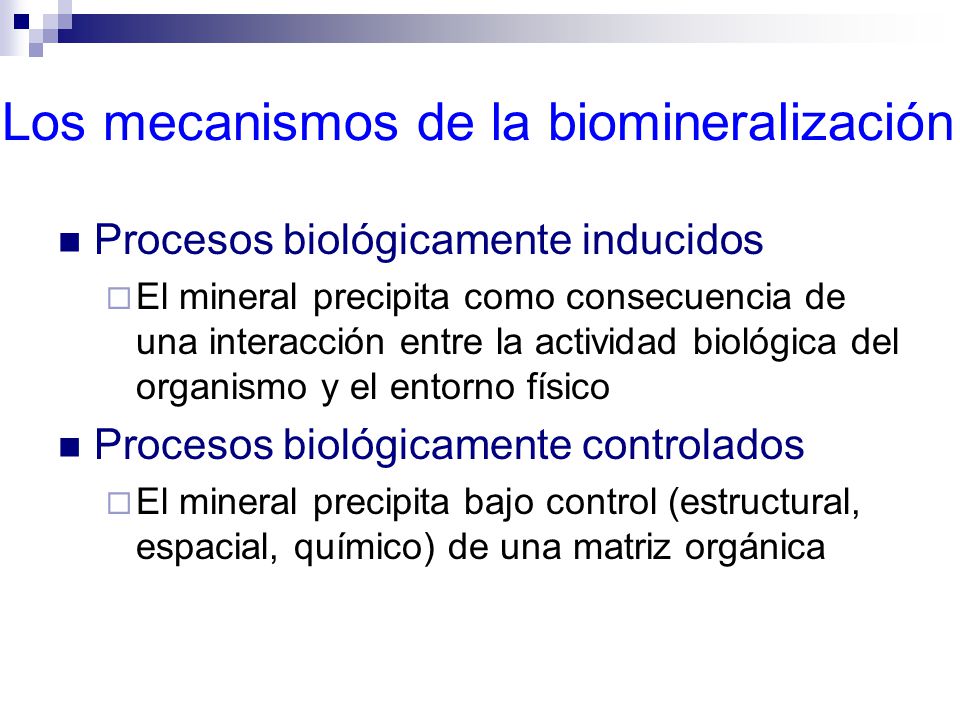 Los mecanismos de la biomineralización
