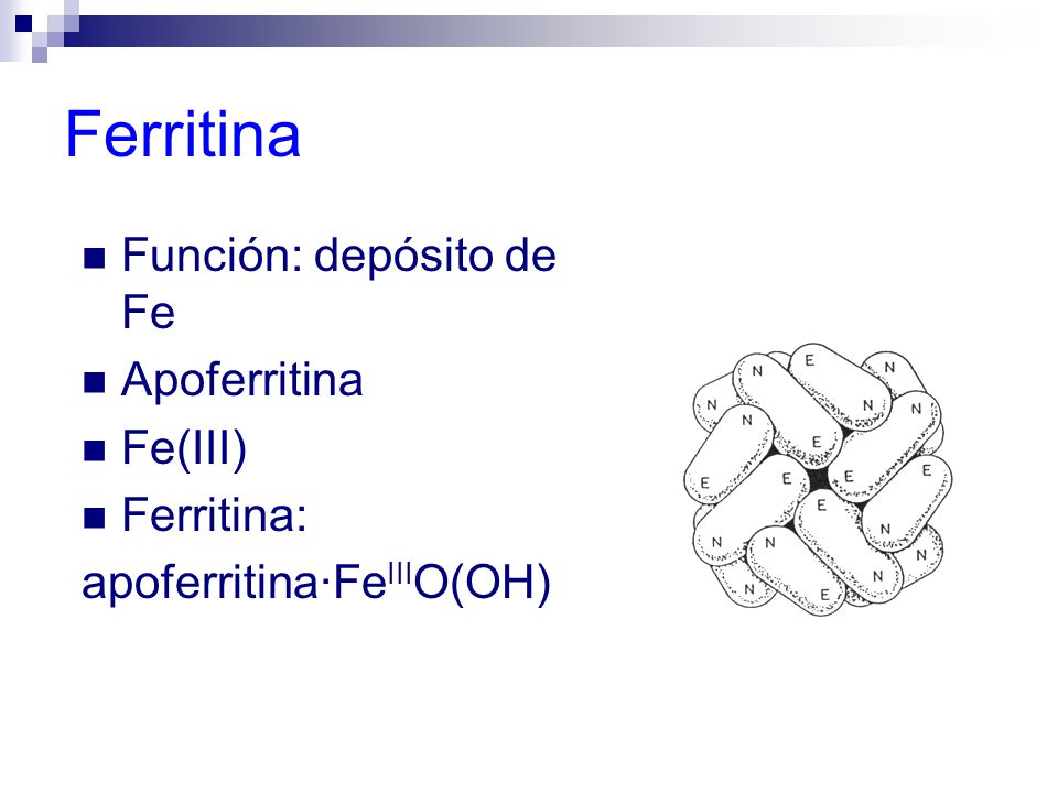Ferritina Función: depósito de Fe Apoferritina Fe(III) Ferritina: