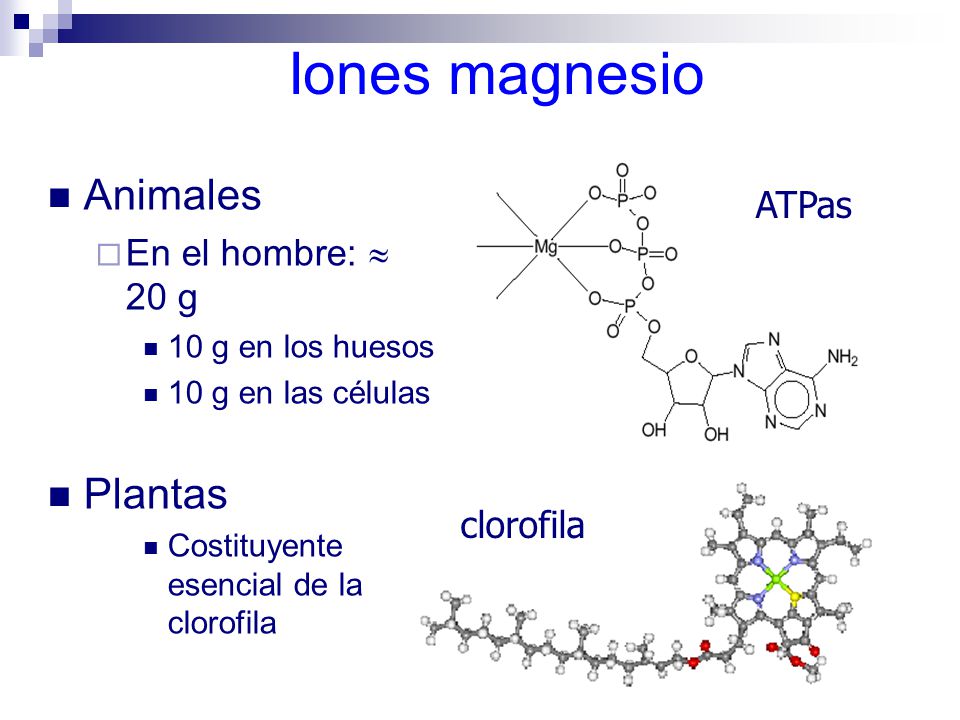 Iones magnesio Animales Plantas ATPas En el hombre:  20 g clorofila