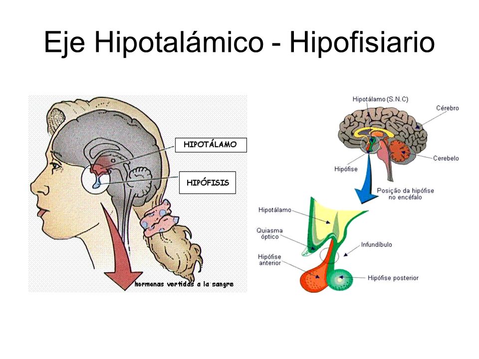 Eje Hipotalámico - Hipofisiario
