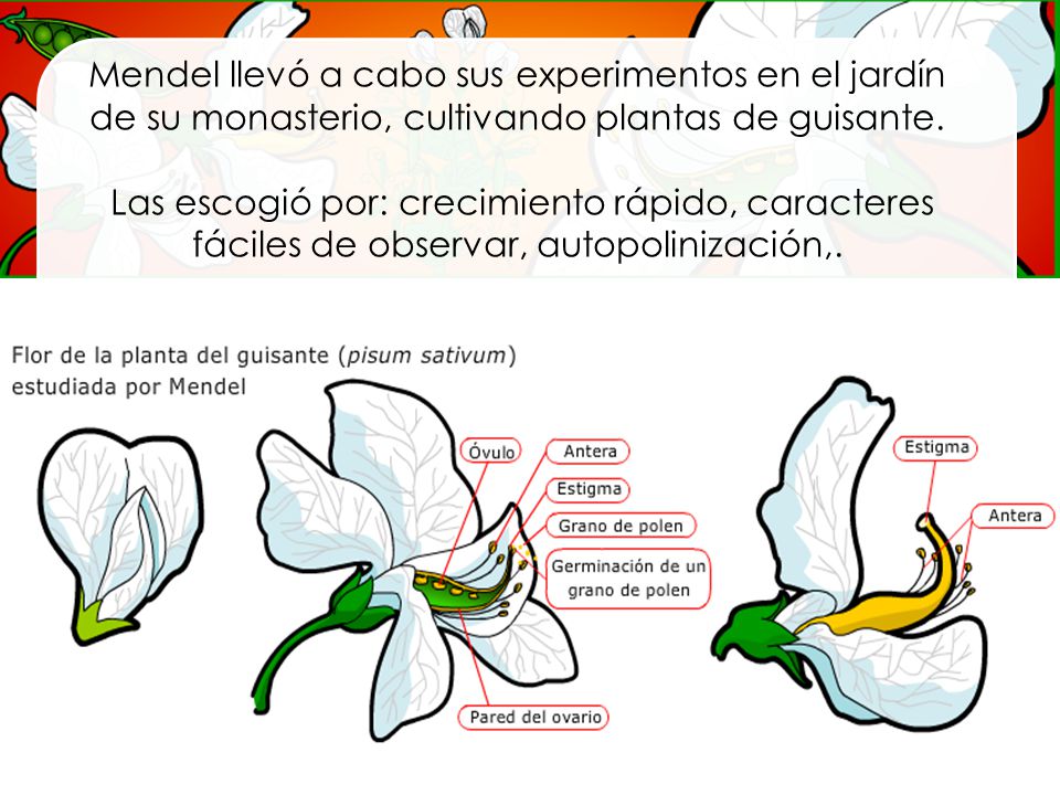 Mendel llevó a cabo sus experimentos en el jardín de su monasterio, cultivando plantas de guisante.
