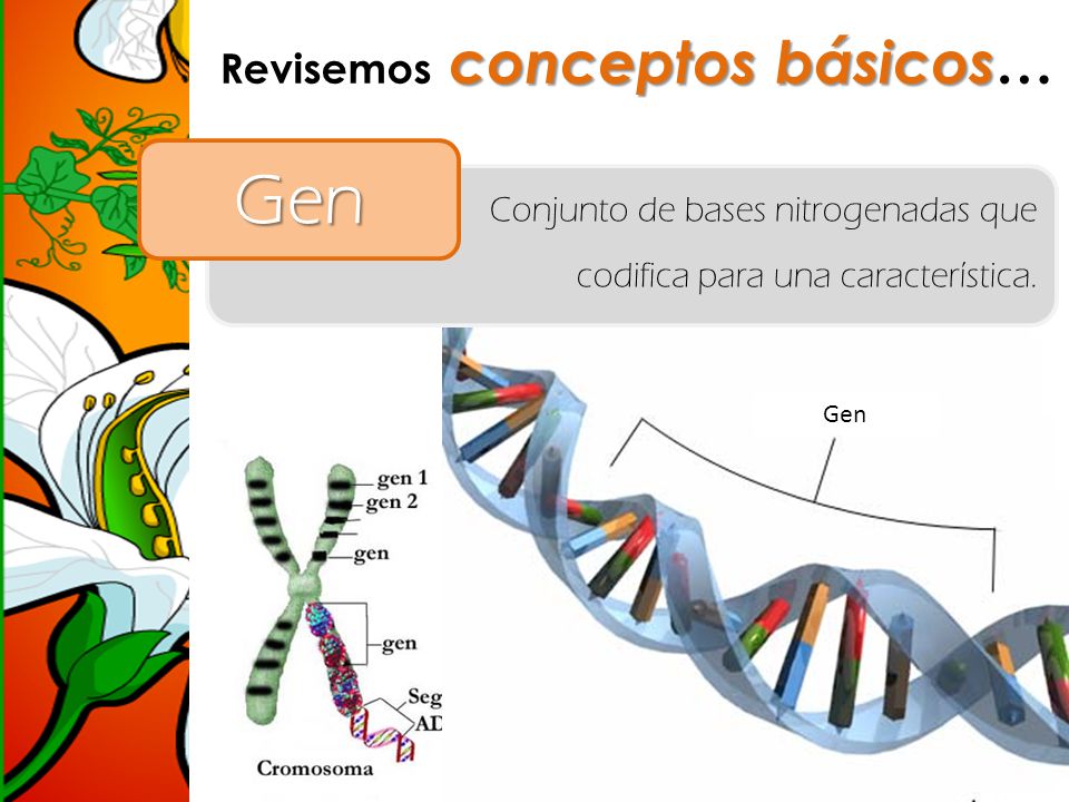 Gen Revisemos conceptos básicos… Conjunto de bases nitrogenadas que