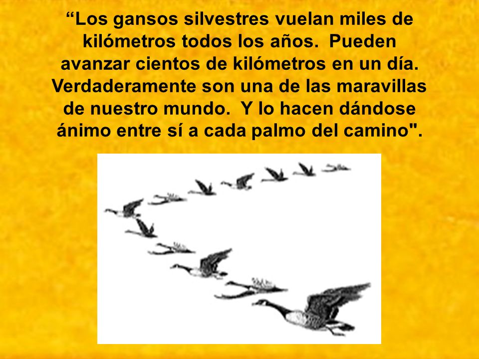 Los gansos silvestres vuelan miles de kilómetros todos los años