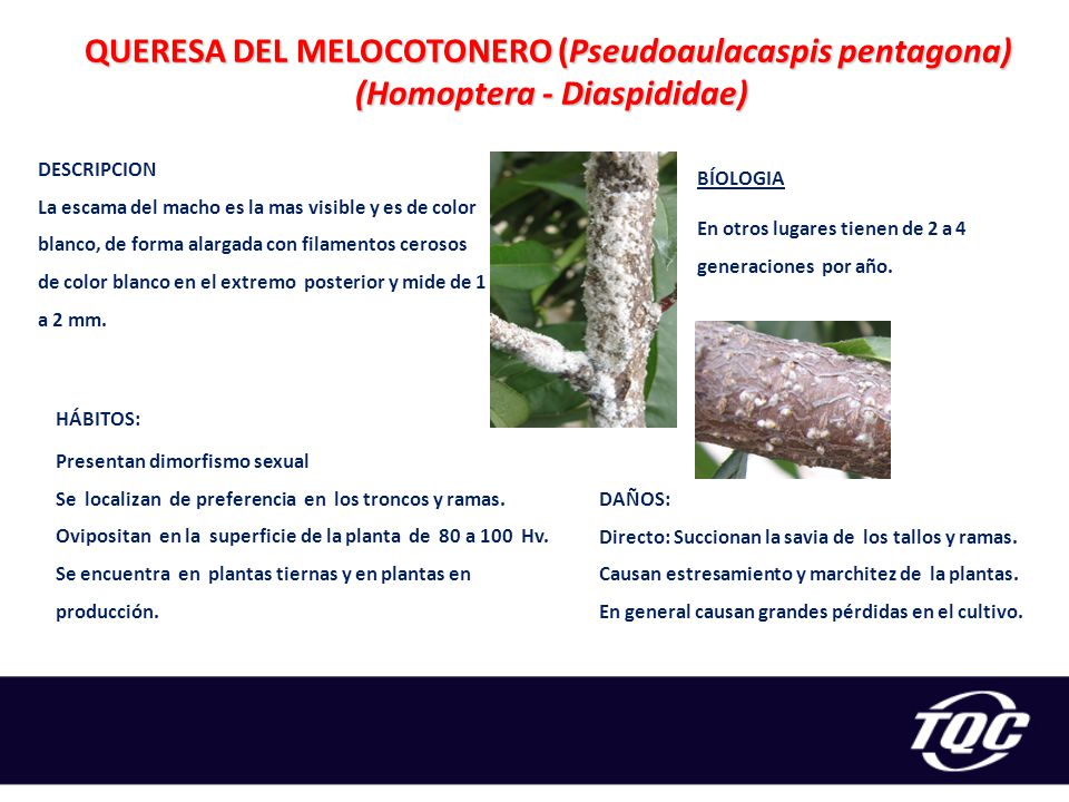 QUERESA DEL MELOCOTONERO (Pseudoaulacaspis pentagona) (Homoptera - Diaspididae)