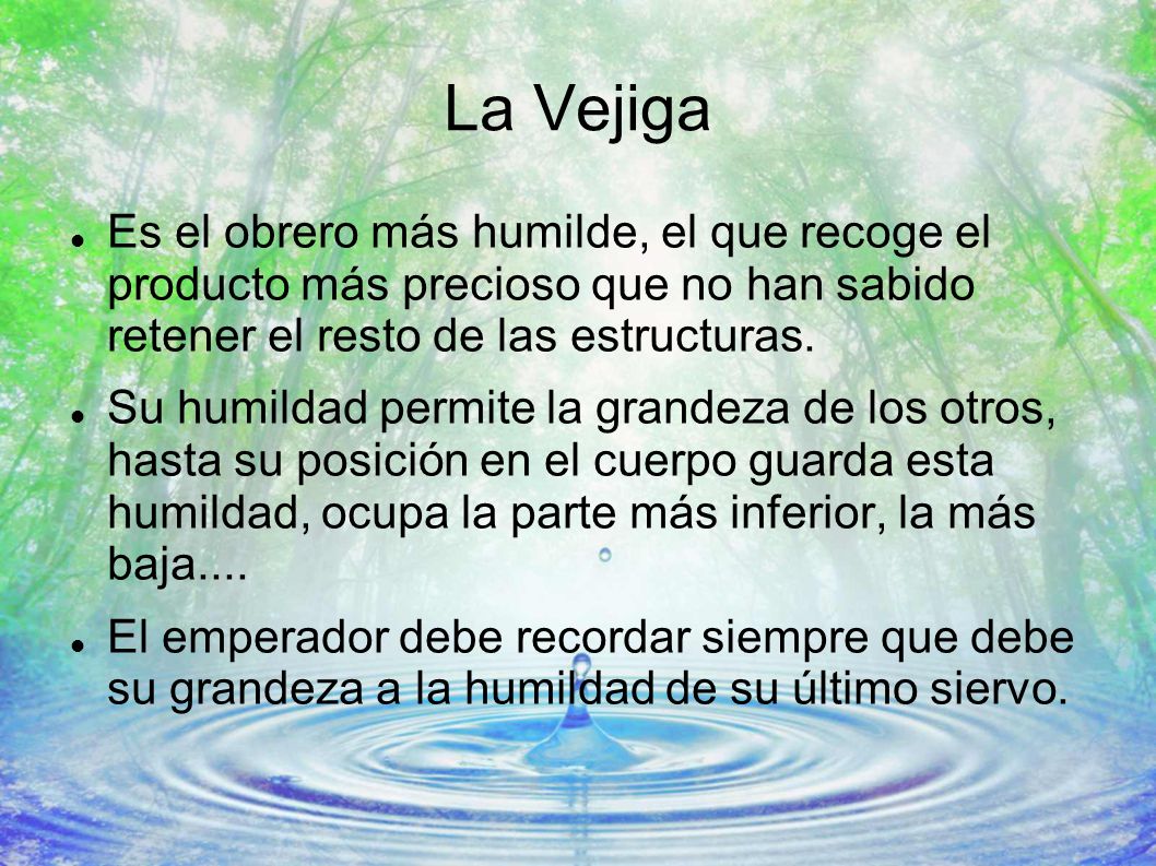 La Vejiga Es el obrero más humilde, el que recoge el producto más precioso que no han sabido retener el resto de las estructuras.