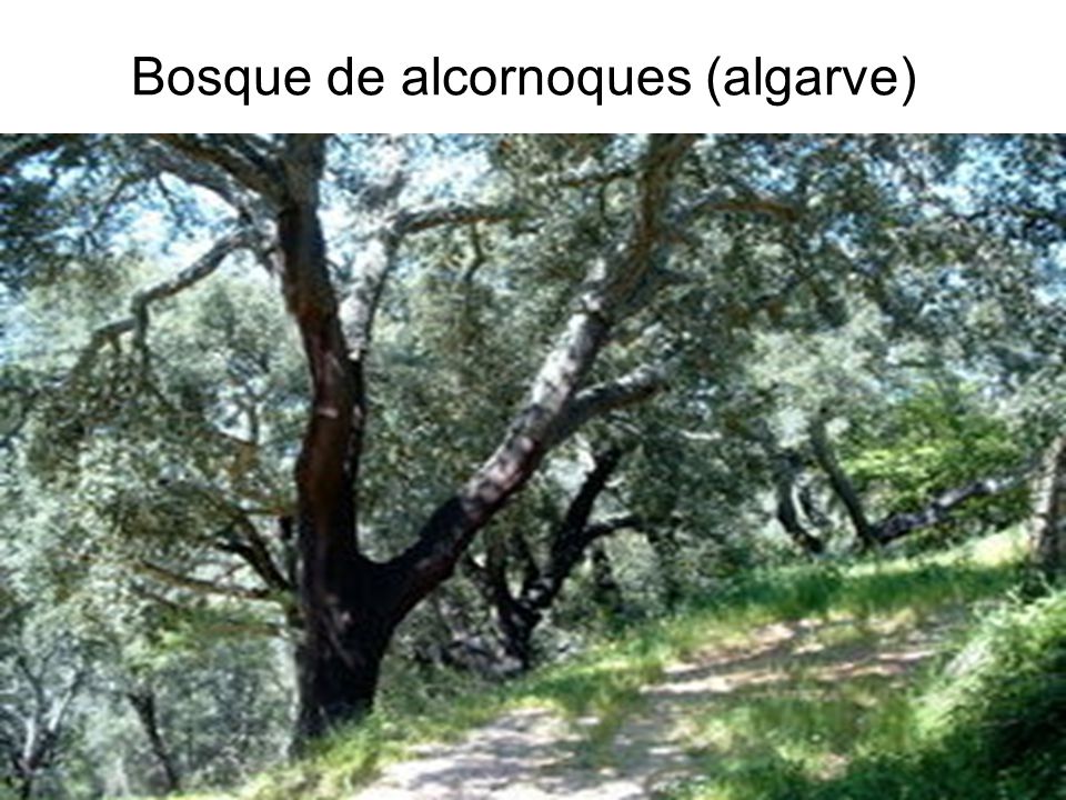 Bosque de alcornoques (algarve)
