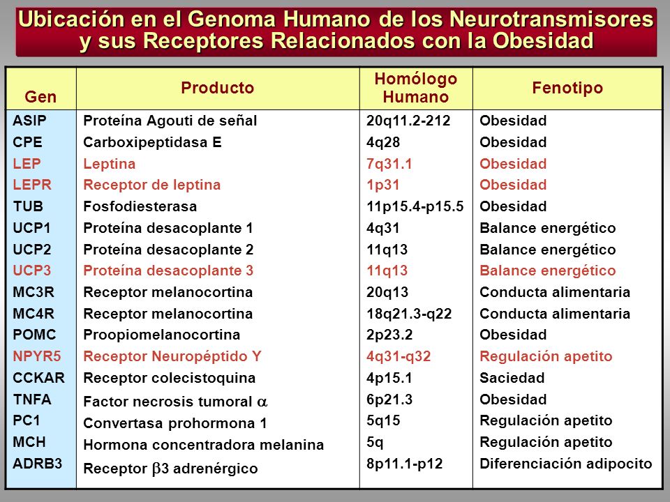 Ubicación en el Genoma Humano de los Neurotransmisores y sus Receptores Relacionados con la Obesidad