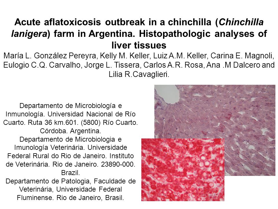 Acute aflatoxicosis outbreak in a chinchilla (Chinchilla lanigera) farm in Argentina. Histopathologic analyses of liver tissues