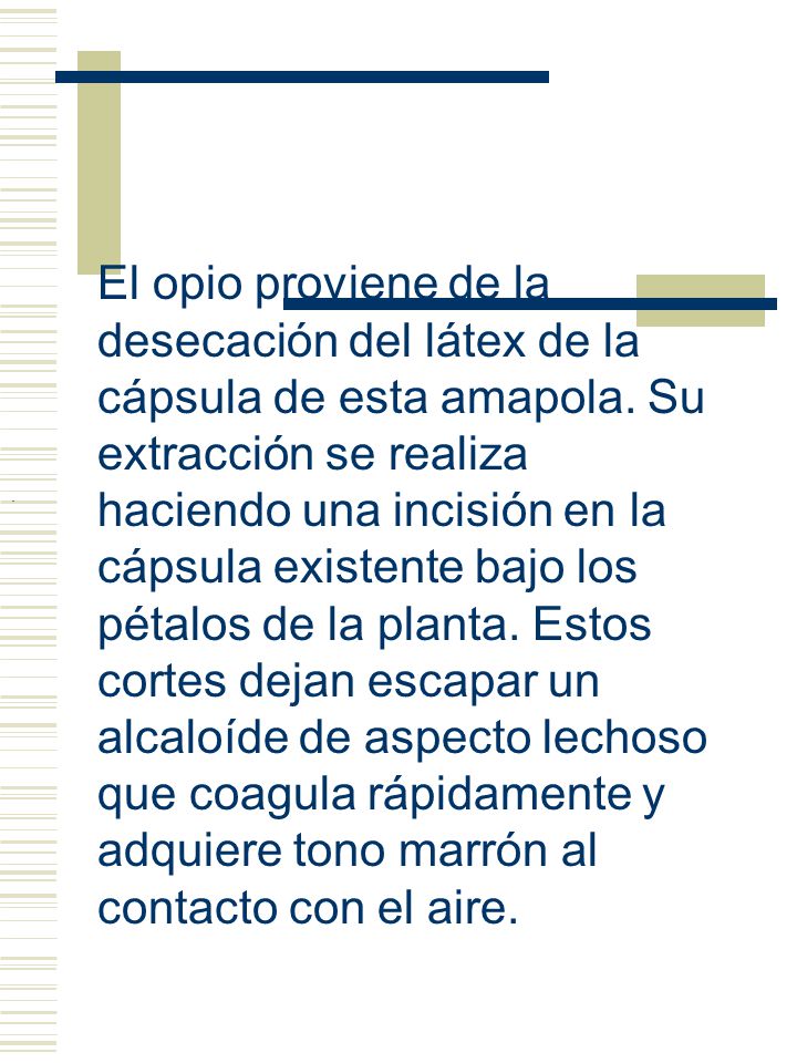 El opio proviene de la desecación del látex de la cápsula de esta amapola. Su extracción se realiza haciendo una incisión en la cápsula existente bajo los pétalos de la planta. Estos cortes dejan escapar un alcaloíde de aspecto lechoso que coagula rápidamente y adquiere tono marrón al contacto con el aire.