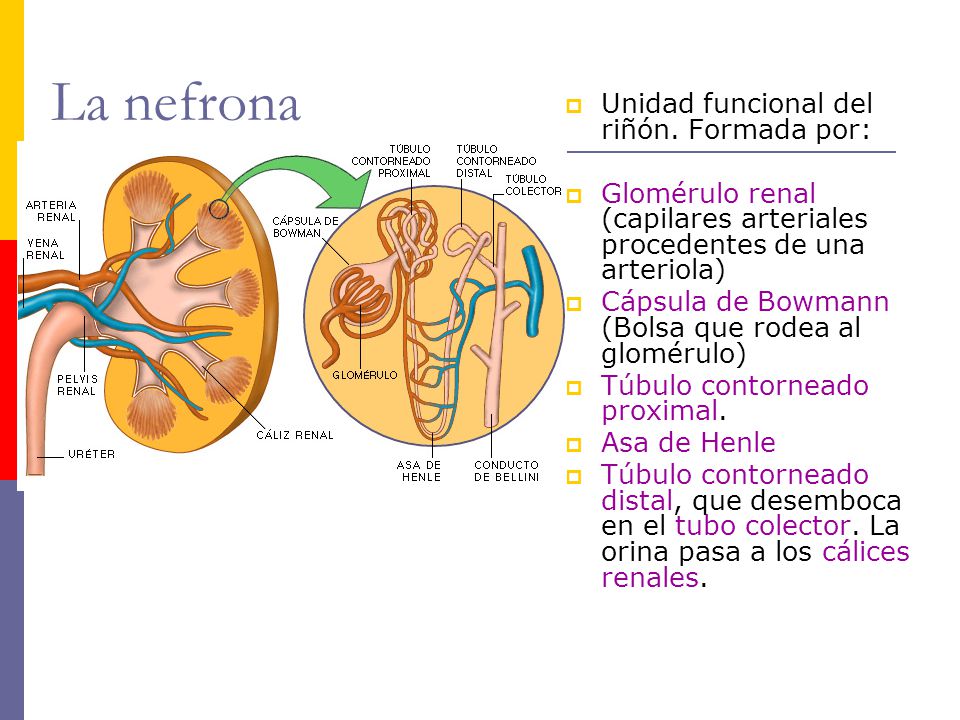 La nefrona Unidad funcional del riñón. Formada por: