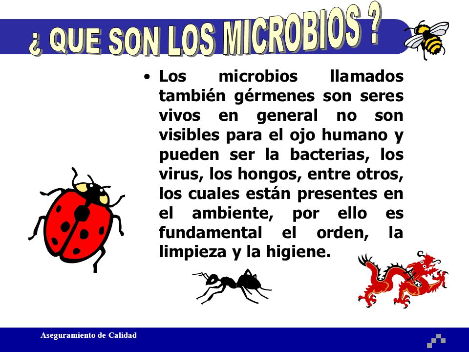 ¿ QUE SON LOS MICROBIOS