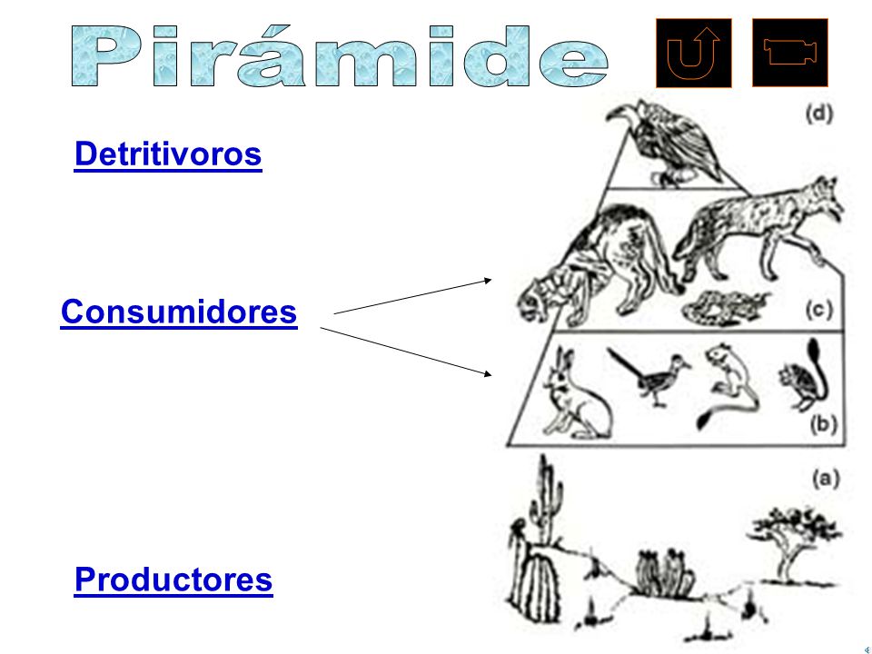 Pirámide Detritivoros Consumidores Productores