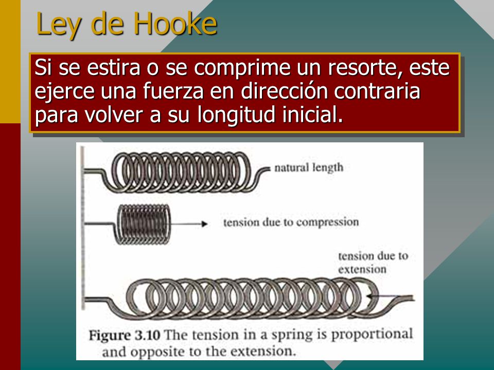 Ley de Hooke Si se estira o se comprime un resorte, este ejerce una fuerza en dirección contraria para volver a su longitud inicial.
