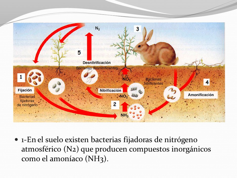 1-En el suelo existen bacterias fijadoras de nitrógeno atmosférico (N2) que producen compuestos inorgánicos como el amoníaco (NH3).