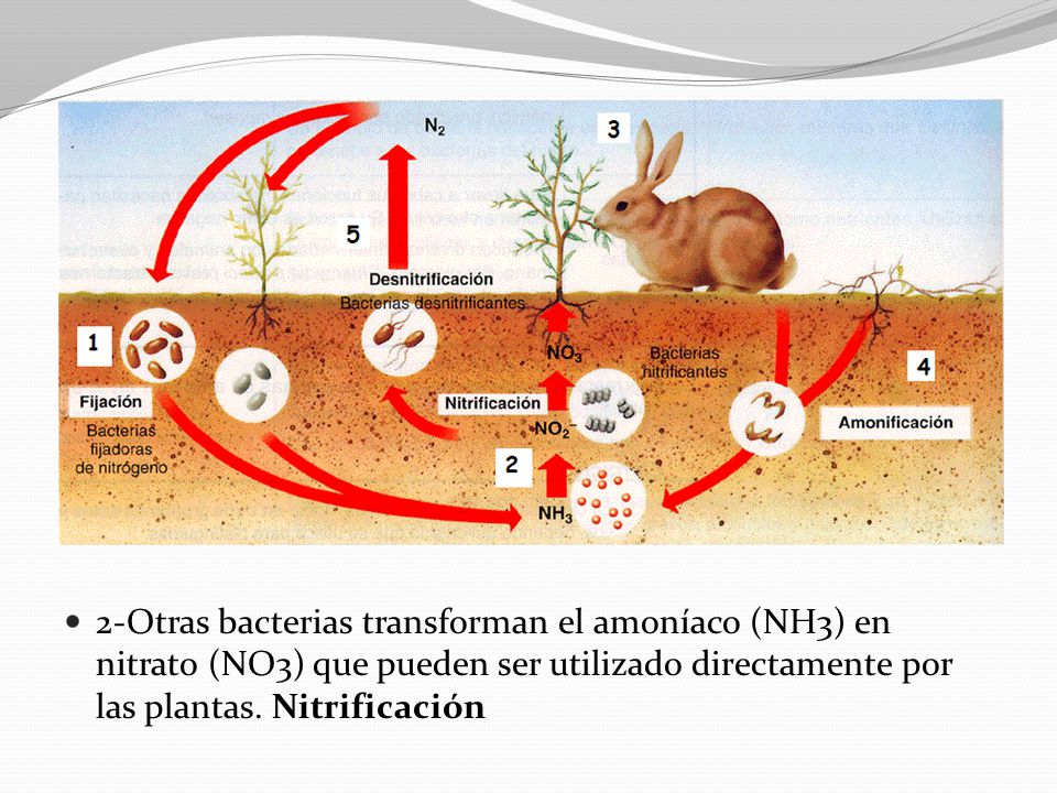 2-Otras bacterias transforman el amoníaco (NH3) en nitrato (NO3) que pueden ser utilizado directamente por las plantas.
