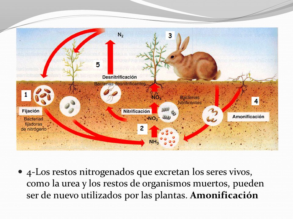 4-Los restos nitrogenados que excretan los seres vivos, como la urea y los restos de organismos muertos, pueden ser de nuevo utilizados por las plantas.