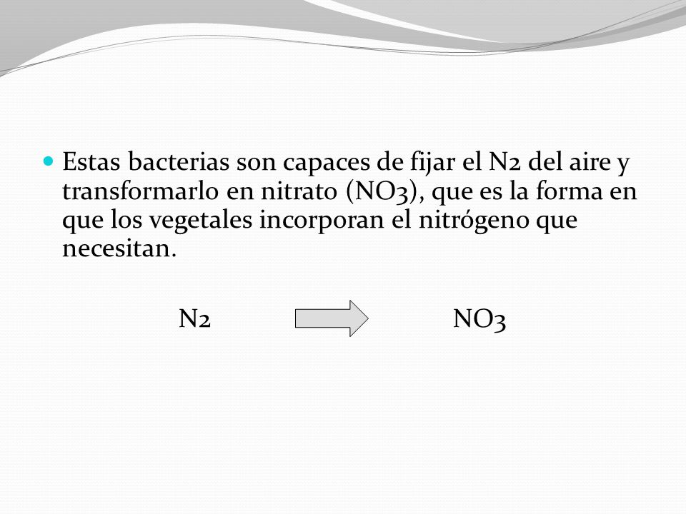 Estas bacterias son capaces de fijar el N2 del aire y transformarlo en nitrato (NO3), que es la forma en que los vegetales incorporan el nitrógeno que necesitan.