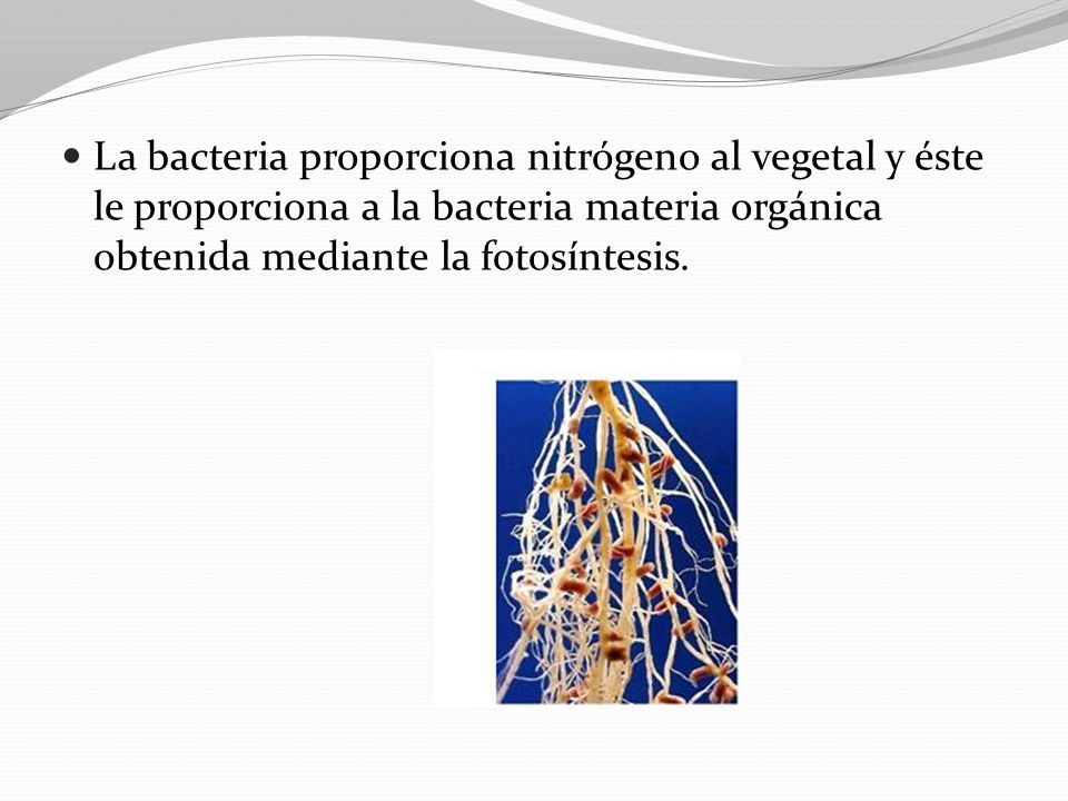 La bacteria proporciona nitrógeno al vegetal y éste le proporciona a la bacteria materia orgánica obtenida mediante la fotosíntesis.