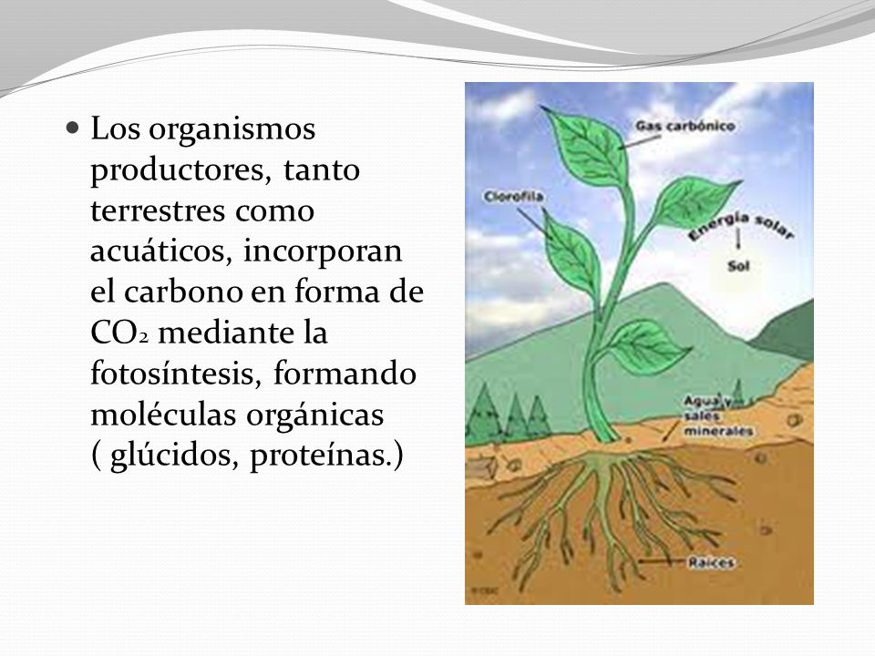 Los organismos productores, tanto terrestres como acuáticos, incorporan el carbono en forma de CO2 mediante la fotosíntesis, formando moléculas orgánicas ( glúcidos, proteínas.)