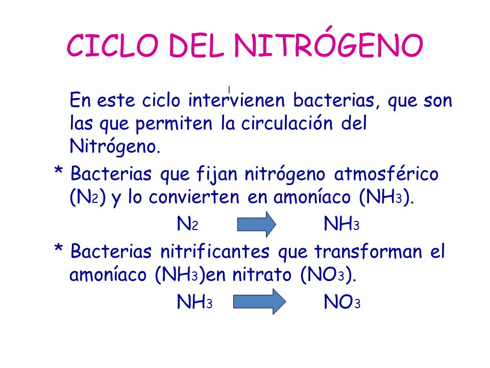 CICLO DEL NITRÓGENO I. En este ciclo intervienen bacterias, que son las que permiten la circulación del Nitrógeno.