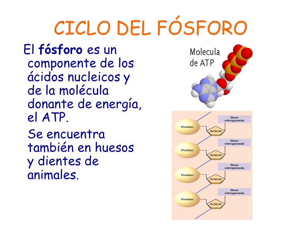 CICLO DEL FÓSFORO El fósforo es un componente de los ácidos nucleicos y de la molécula donante de energía, el ATP.