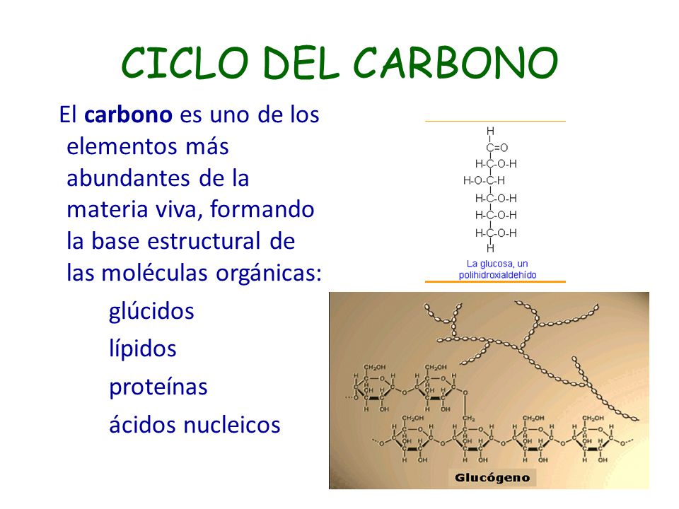 CICLO DEL CARBONO El carbono es uno de los elementos más abundantes de la materia viva, formando la base estructural de las moléculas orgánicas: