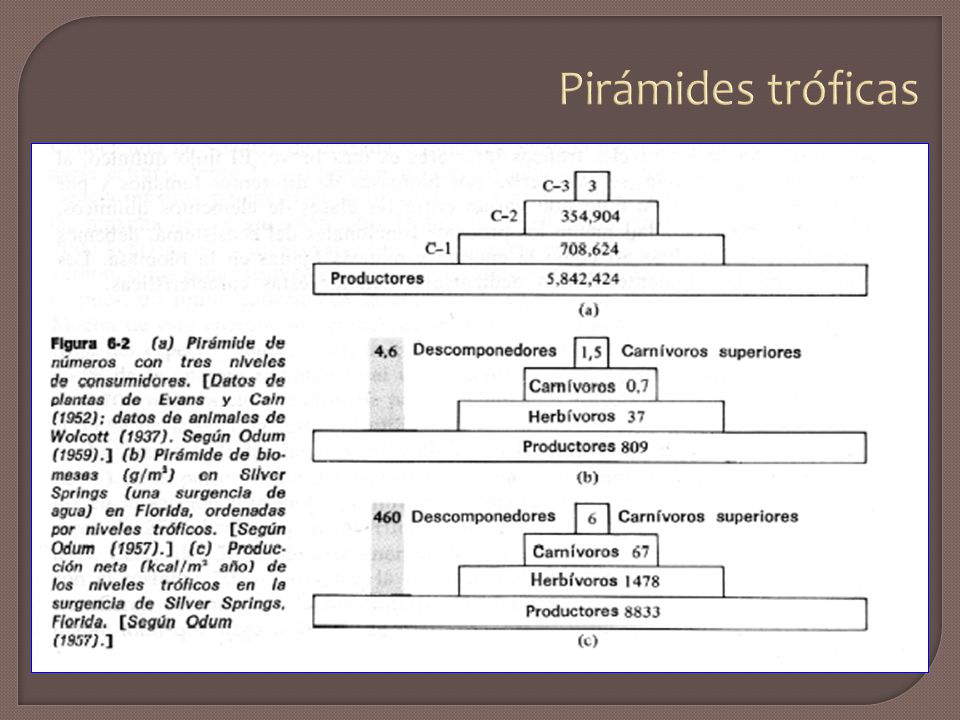 Pirámides tróficas