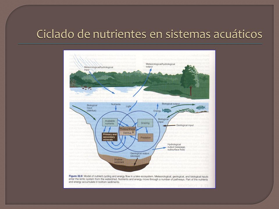 Ciclado de nutrientes en sistemas acuáticos
