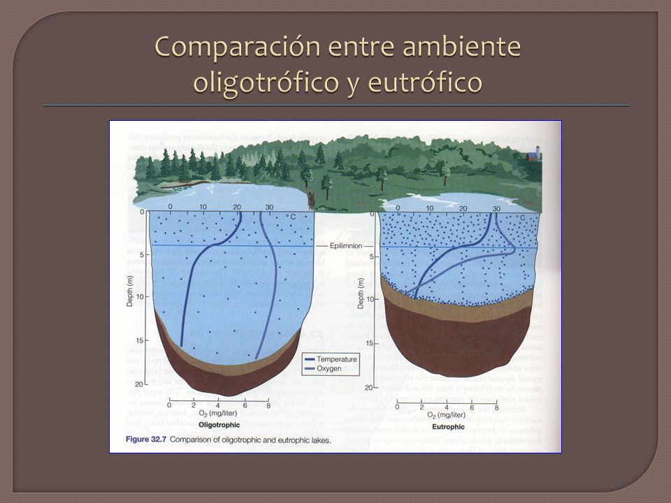 Comparación entre ambiente oligotrófico y eutrófico