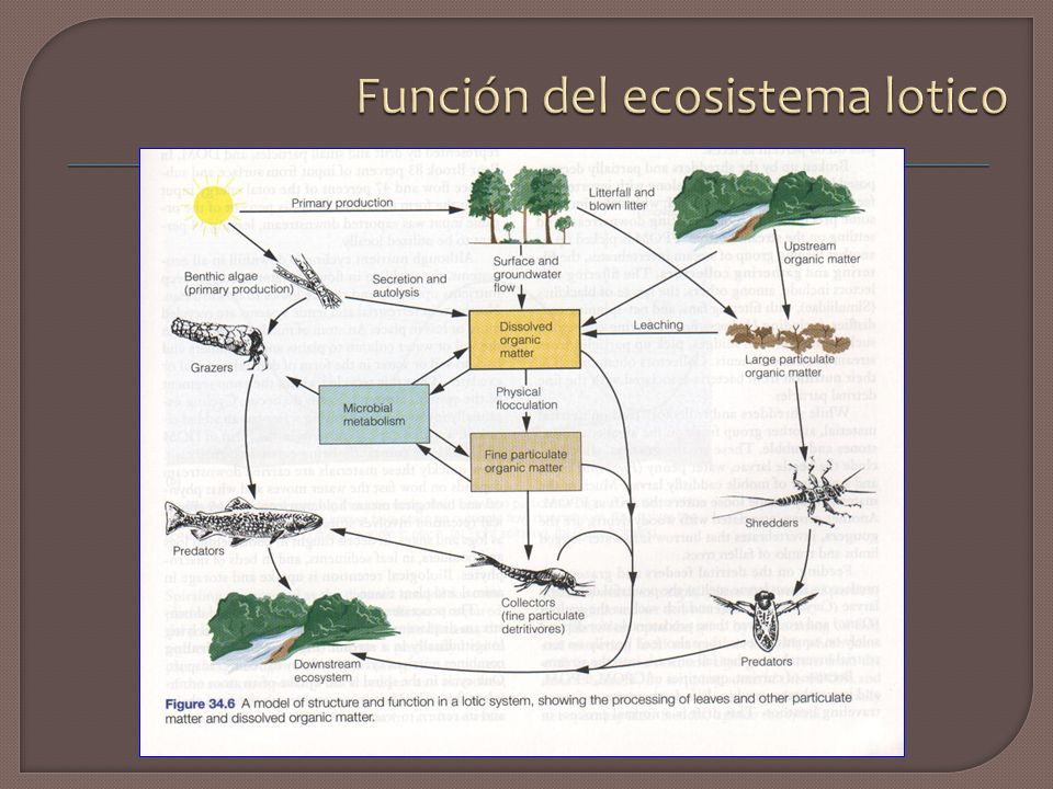 Función del ecosistema lotico