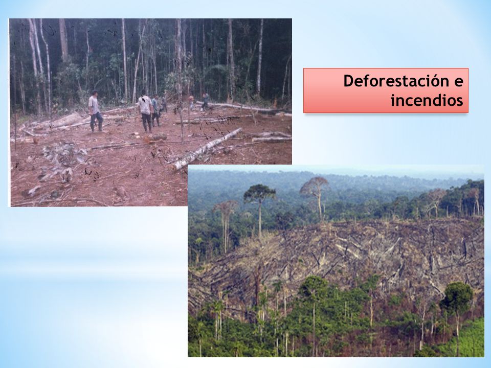 Deforestación e incendios