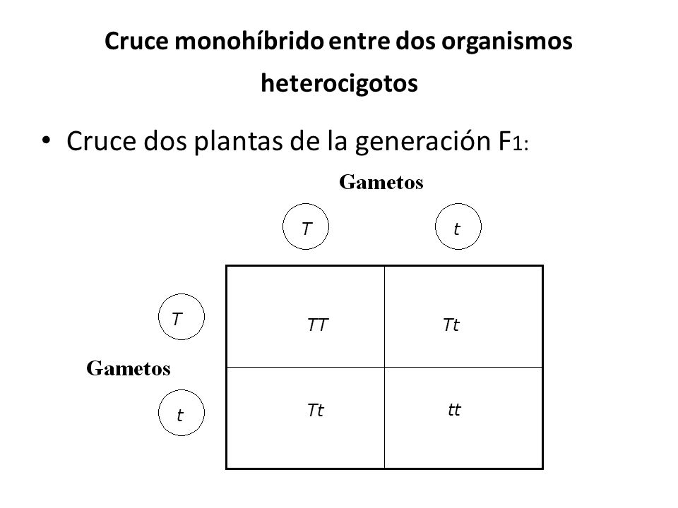 Cruce monohíbrido entre dos organismos heterocigotos