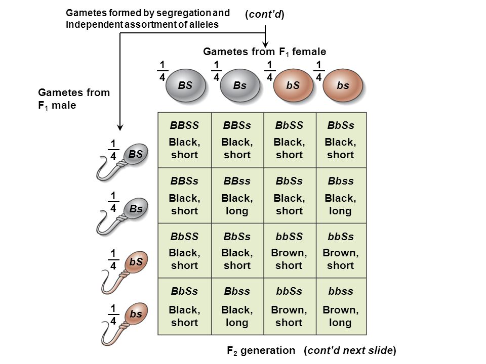 (cont’d) Gametes from F1 female BS Bs bS bs