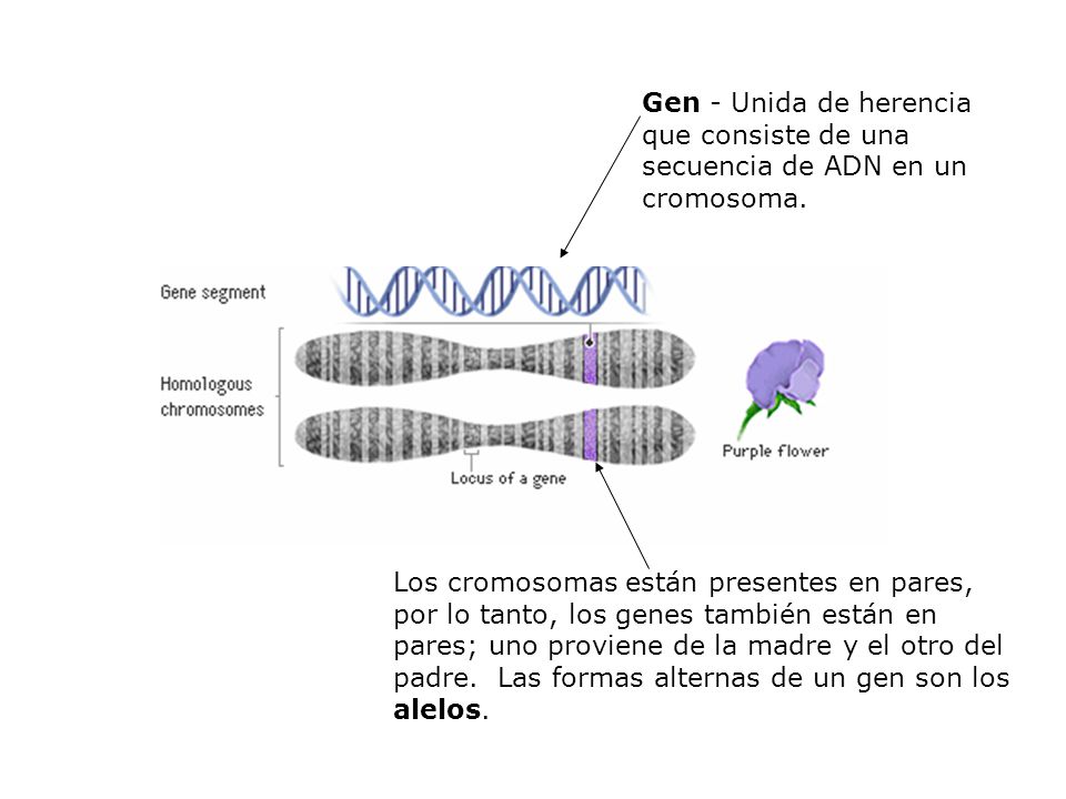Gen - Unida de herencia que consiste de una secuencia de ADN en un cromosoma.