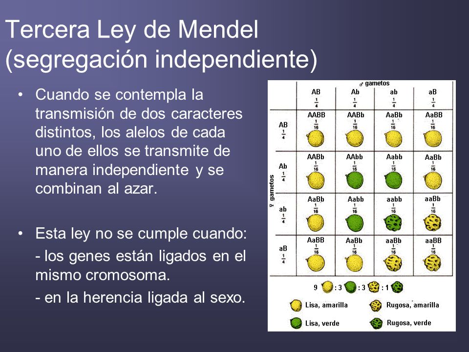 Tercera Ley de Mendel (segregación independiente)