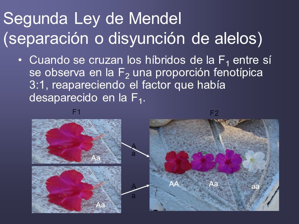 Segunda Ley de Mendel (separación o disyunción de alelos)