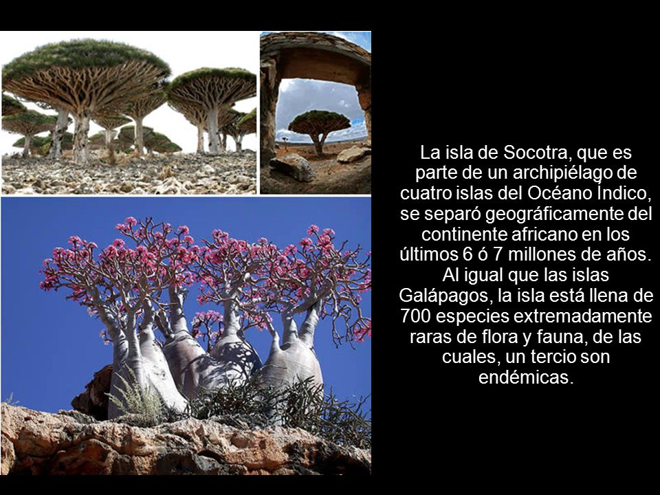 La isla de Socotra, que es parte de un archipiélago de cuatro islas del Océano Índico, se separó geográficamente del continente africano en los últimos 6 ó 7 millones de años.